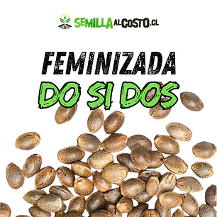 DO SI DOS FEMINIZADA GRANEL
