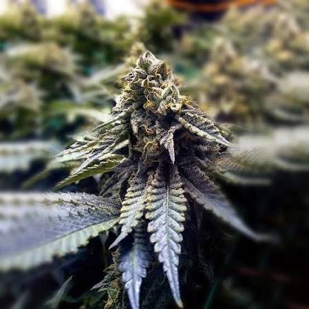 PACK MAYORISTA CHOCOLATE MINTZ OG 2.0 FEM 100 SEMILLAS HUMBOLDT SEEDS 3