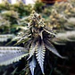 PACK MAYORISTA CHOCOLATE MINTZ OG 2.0 FEM 100 SEMILLAS HUMBOLDT SEEDS - Miniatura 3