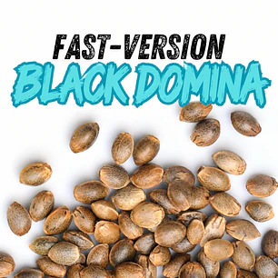 BLACK DOMINA FAST VERSION GRANEL