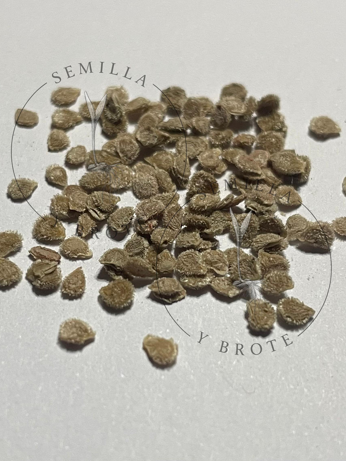 Semilla Tomate Rosado 1grs (300 semillas aprox) 2