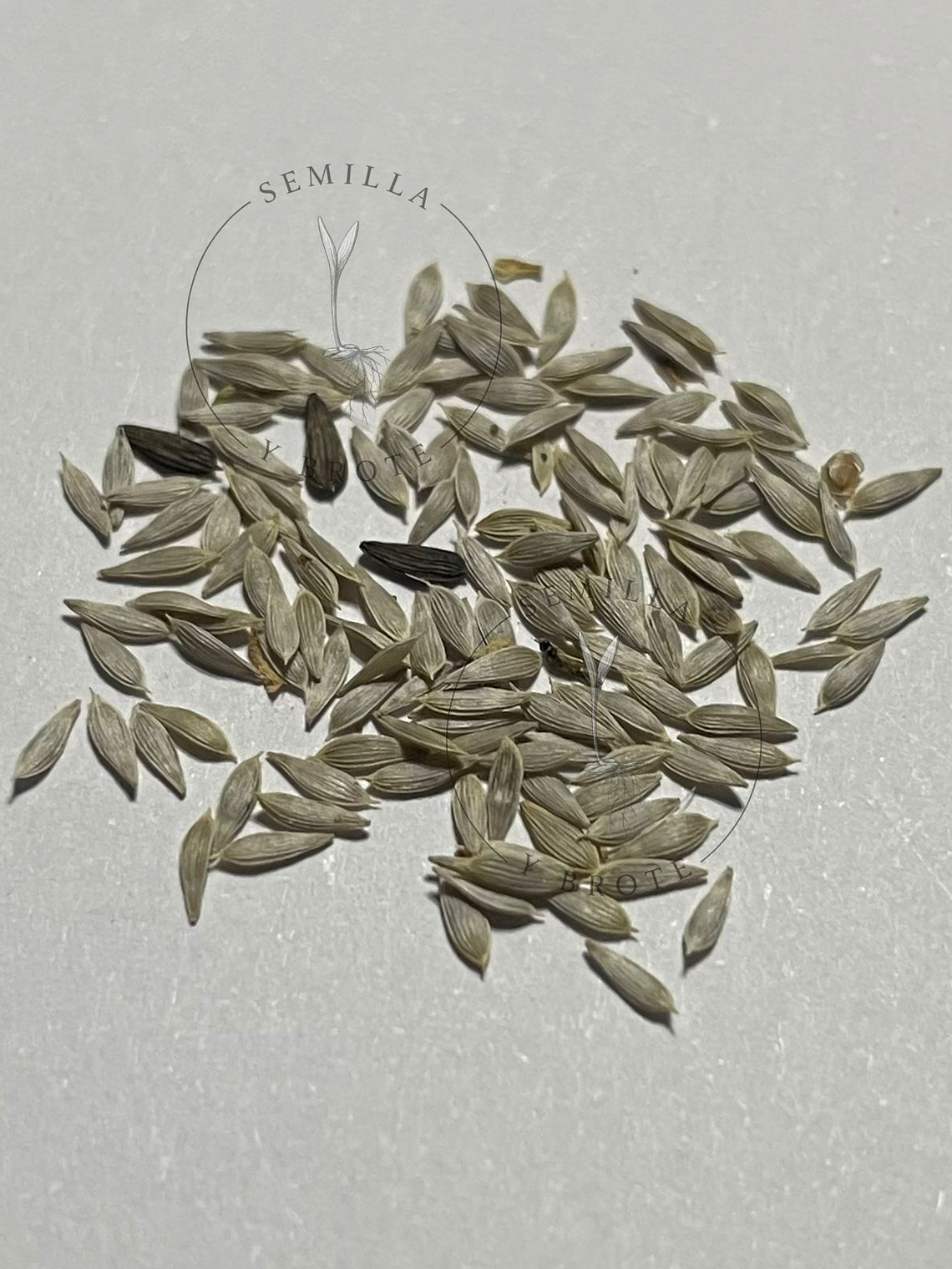  Semillas Mix de de lechugas 0,3grs 2