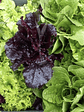  Semillas Mix de de lechugas 0,3grs - Miniatura 1