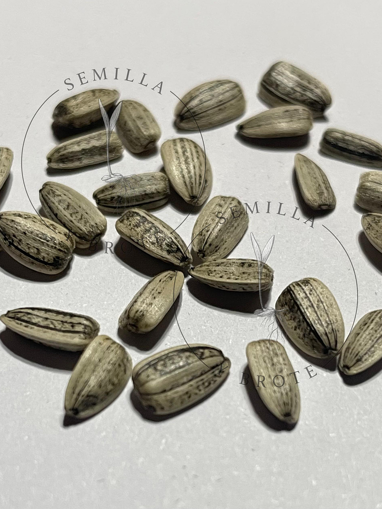 Semilla Girasol Naranjo Multifloral (30 Semillas) 2