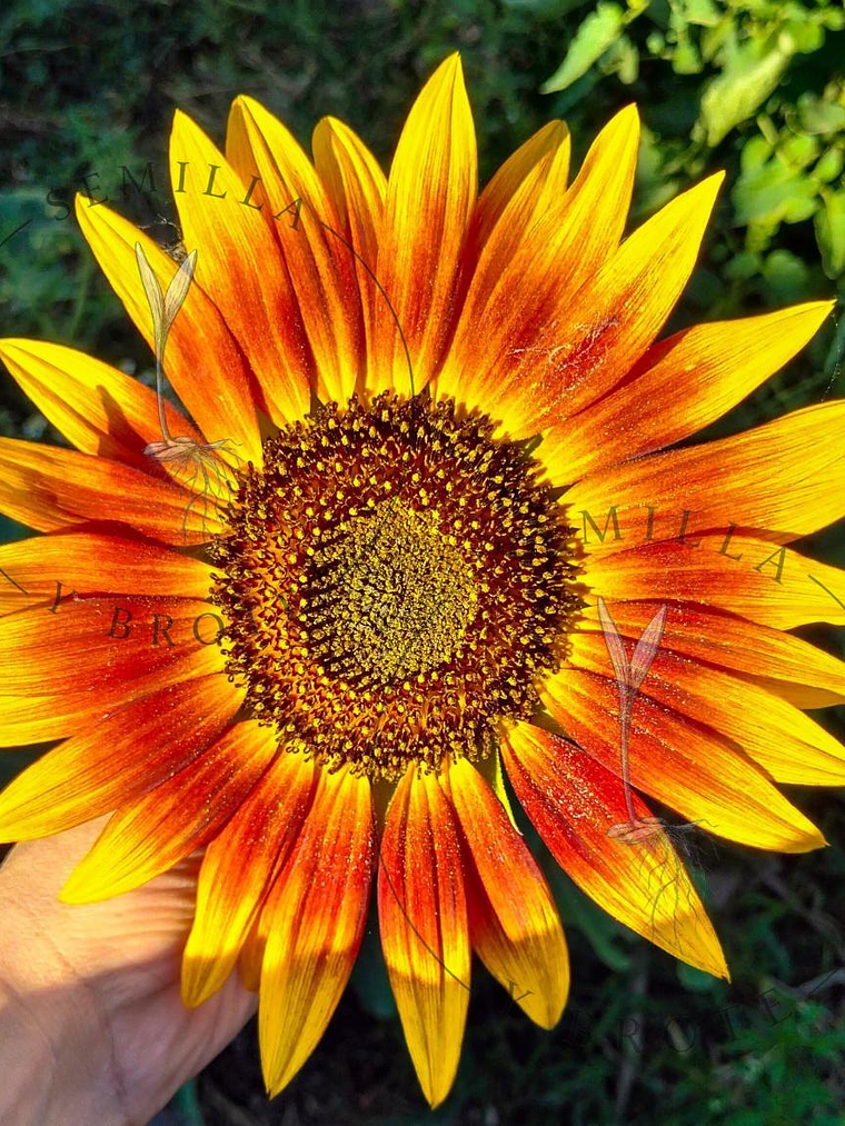 Semilla Girasol Naranjo Multifloral (30 Semillas) 1