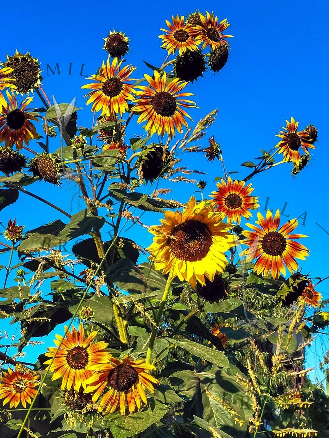 Semilla Girasol Naranjo Multifloral (30 Semillas) 3