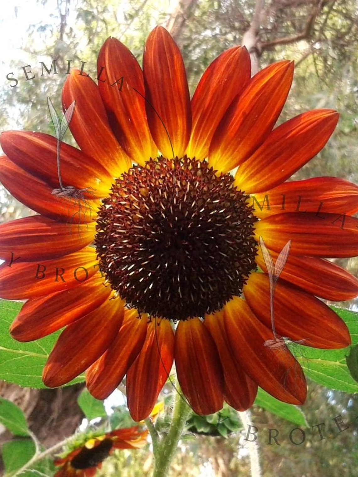 Semilla Girasol Rojo (30 Semillas) 1