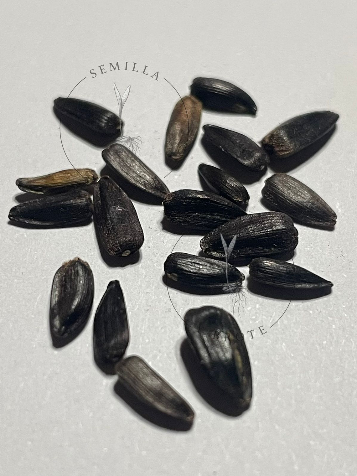 Semilla Girasol Rojo (30 Semillas) 2