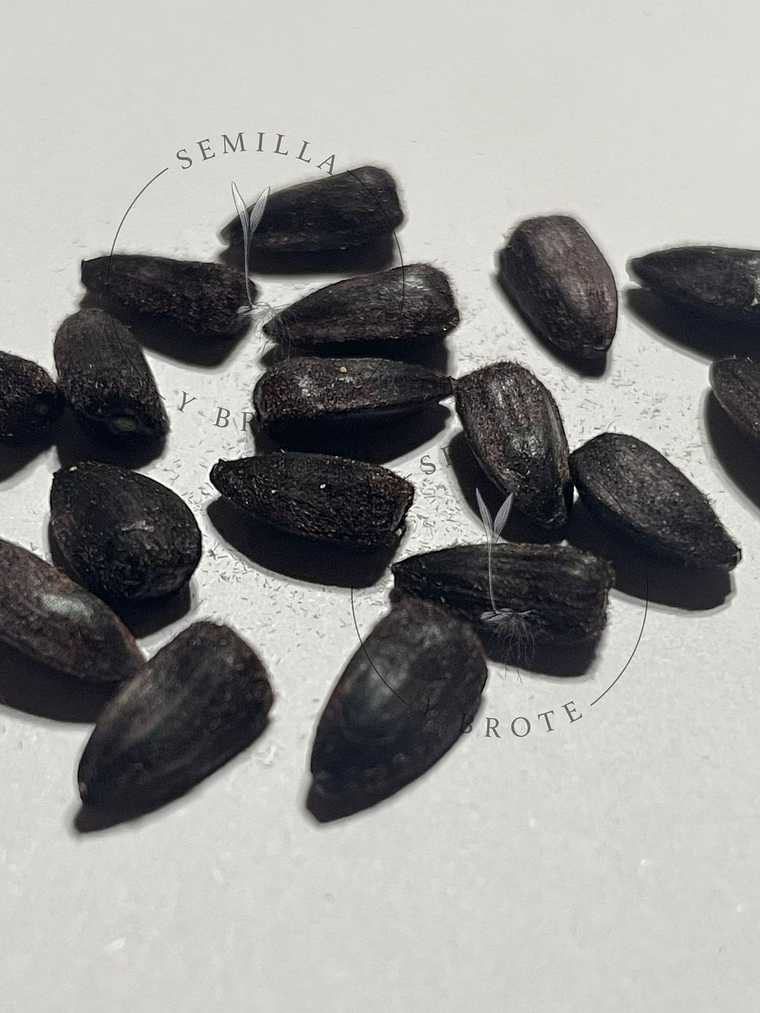 Semilla Girasol Amarillo Grande (30 Semillas) 2