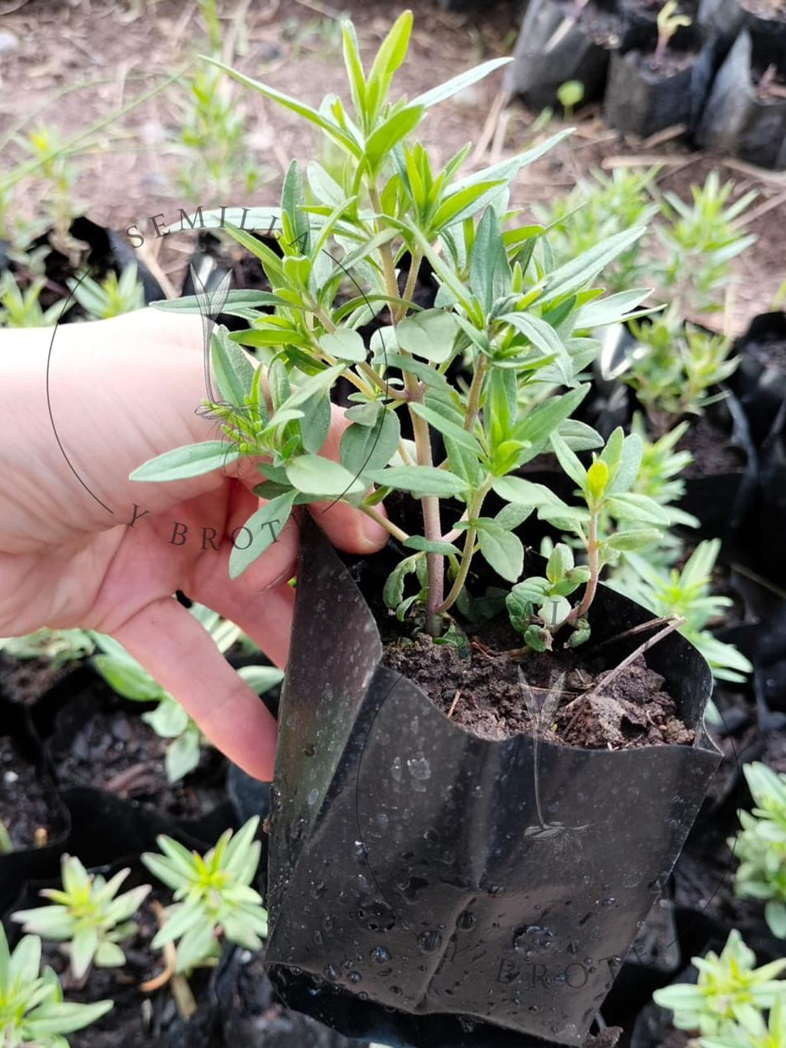 Semillas Tomillo 0,3grs 1