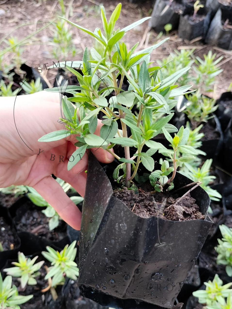 Semillas Tomillo 0,3grs 1