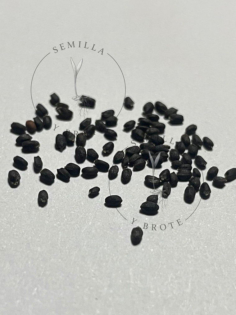 Semilla Albahaca mix 0,3grs (200 Semillas aprox) 2