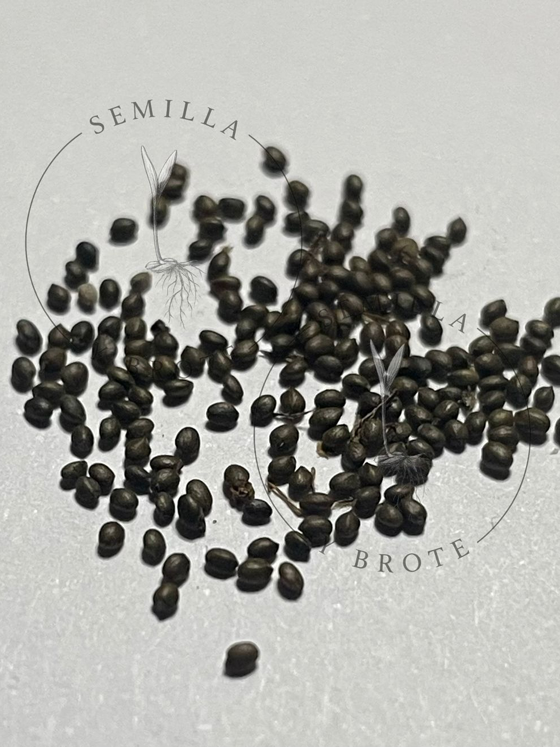 Semillas Tomillo 0,3grs 2