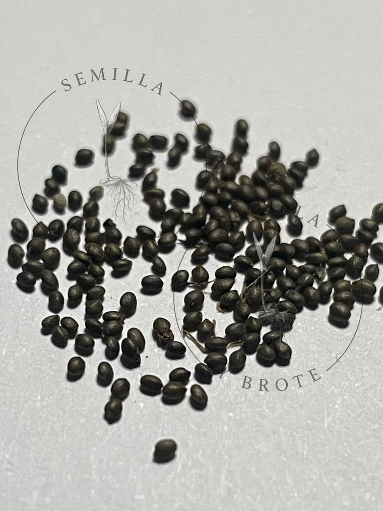 Semillas Tomillo 0,3grs 2