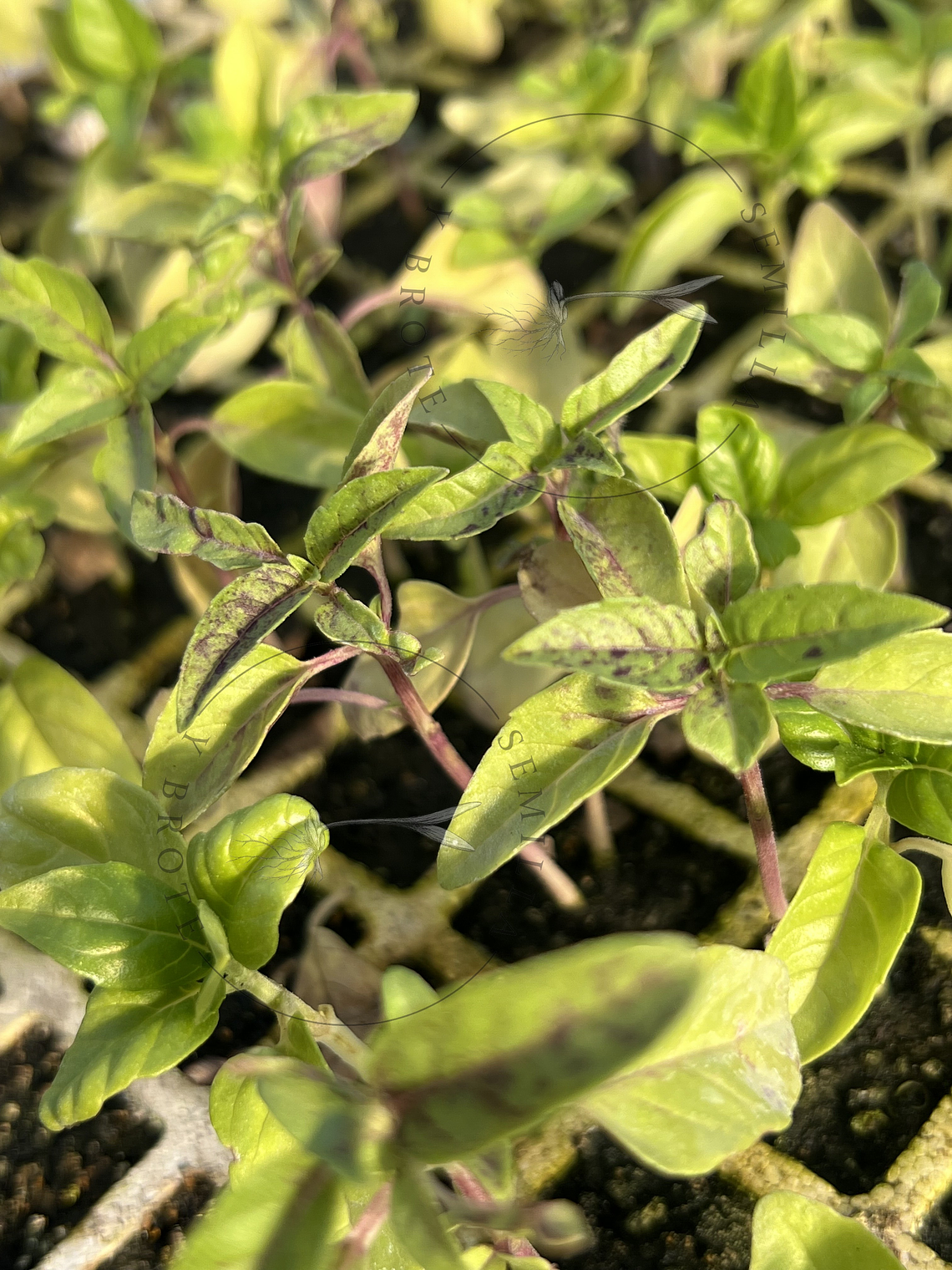 Semilla Albahaca mix 0,3grs (200 Semillas aprox) 1