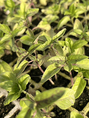 Semilla Albahaca mix 0,3grs (200 Semillas aprox)