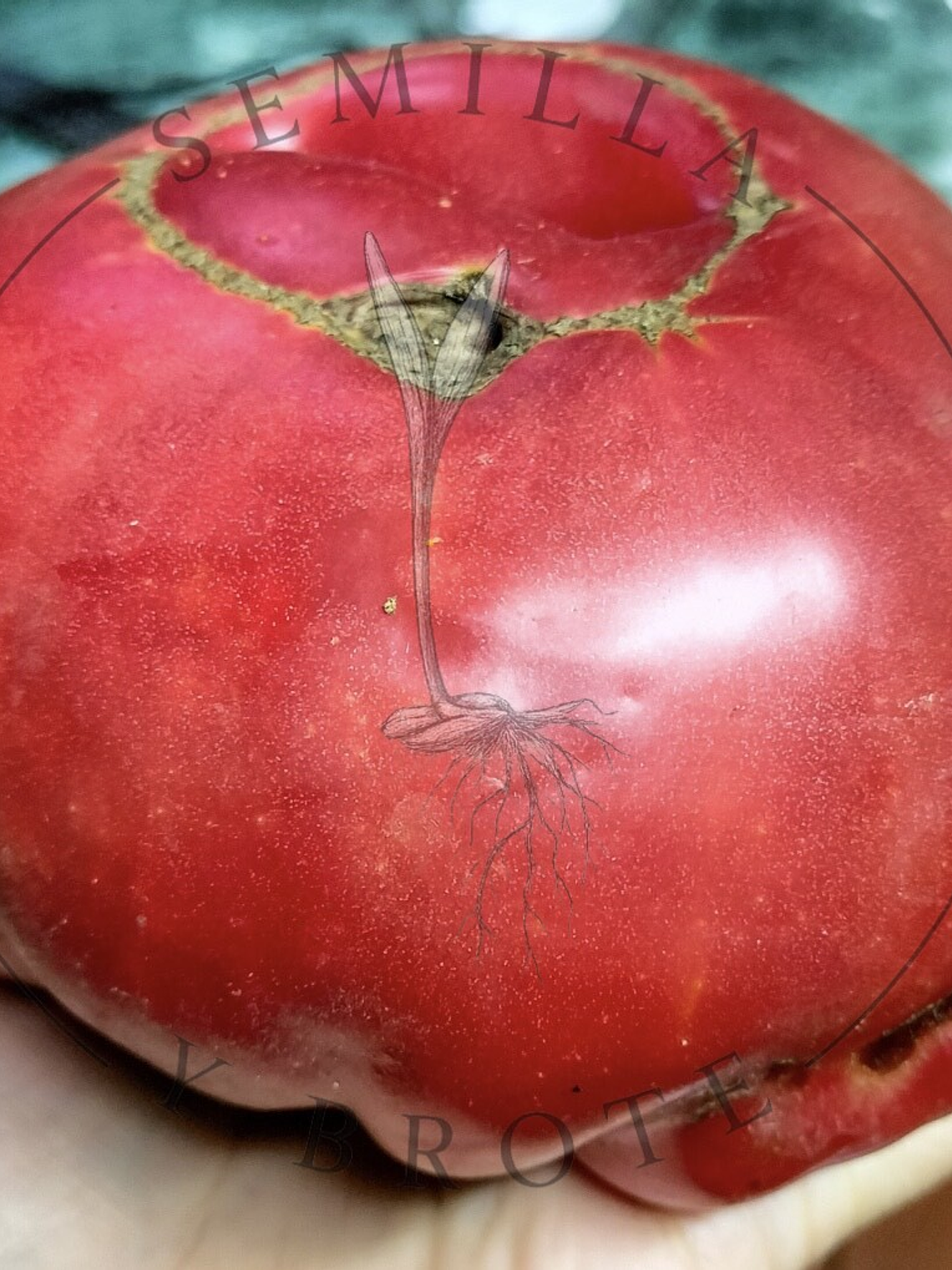 Semilla Tomate Rosado 5grs (1500 semillas aprox) 1