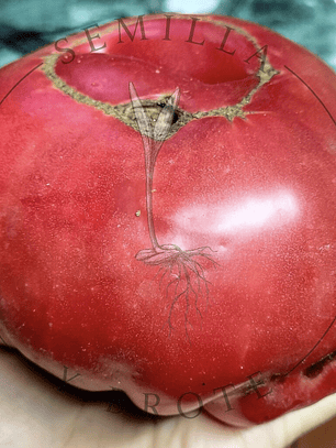 Semilla Tomate Rosado 5grs (1500 semillas aprox)