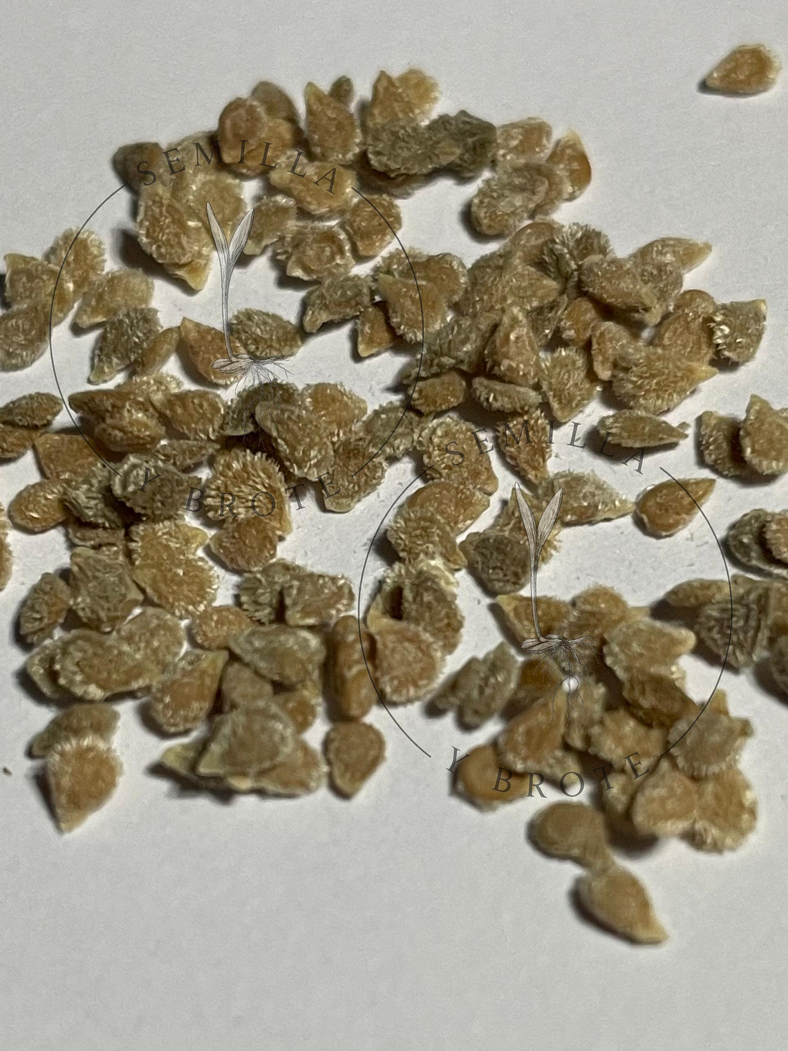 Semilla Tomate Rosado 5grs (1500 semillas aprox) 2