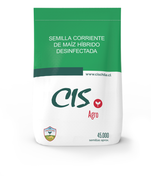 BENDECIDO - Semi precoz