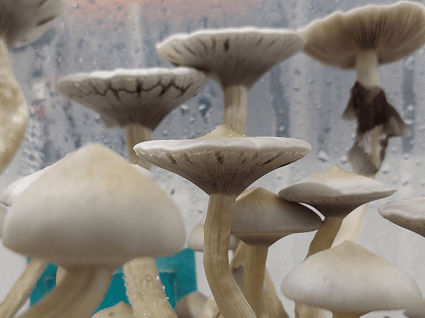 GUÍA COMPLETA DE MICRODOSIS DE PSILOCIBINA