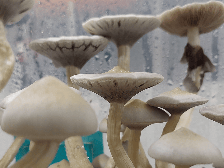 Microdosis ¿Qué son y cómo tomarlas?