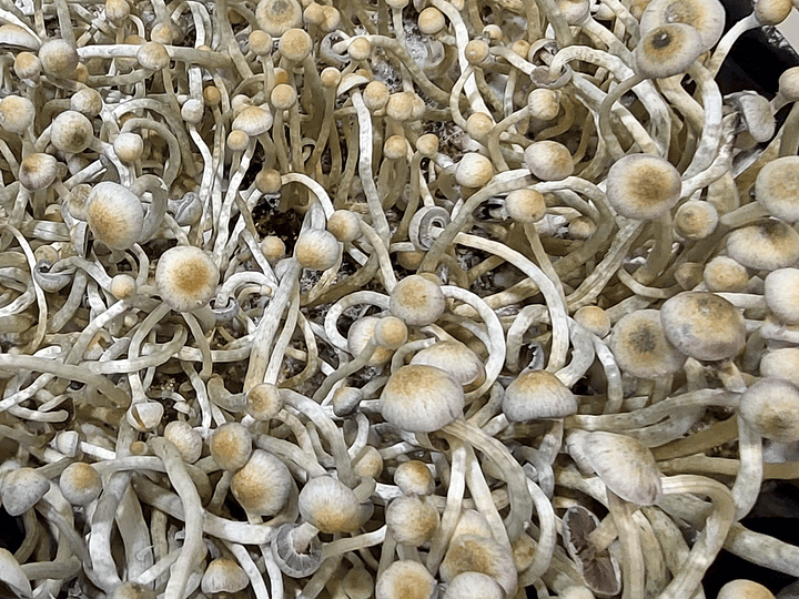 Psilocybe Natalensis, una experiencia transformadora