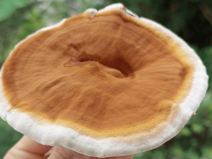  Multi Fungi: El Poder de Cinco Hongos Medicinales en un Solo Producto