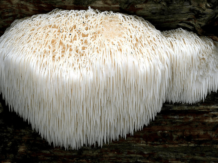 Melena de León: Tesoro Natural para la Salud y el Bienestar