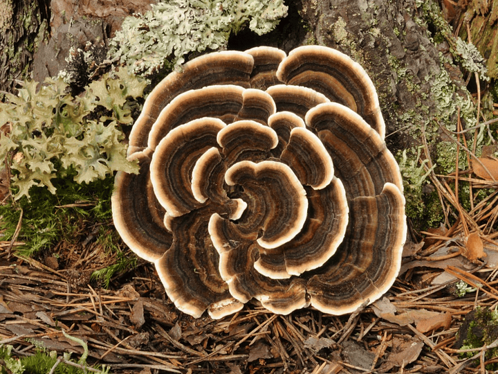 Cola de Pavo: Beneficios y Usos del Trametes versicolor