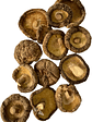 shiitake deshidratado - Miniatura 2