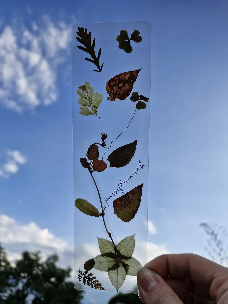 Separador de Libro Orgánico Laminado 2