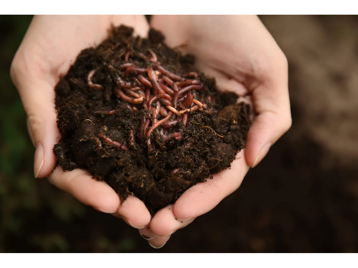 Kit Lombricultivo 1