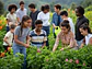 Curso de Cultivo Hidropónico - Miniatura 1