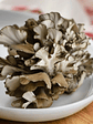 maitake deshidratado - thumbnail 2
