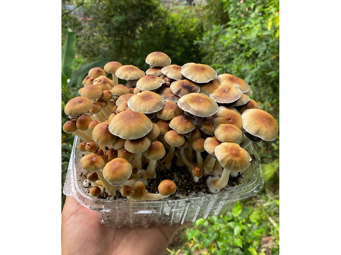 fungimente kit de cultivo 1