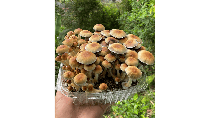 fungimente kit de cultivo 1