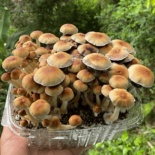 fungimente kit de cultivo