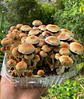 fungimente kit de cultivo - Miniatura 1