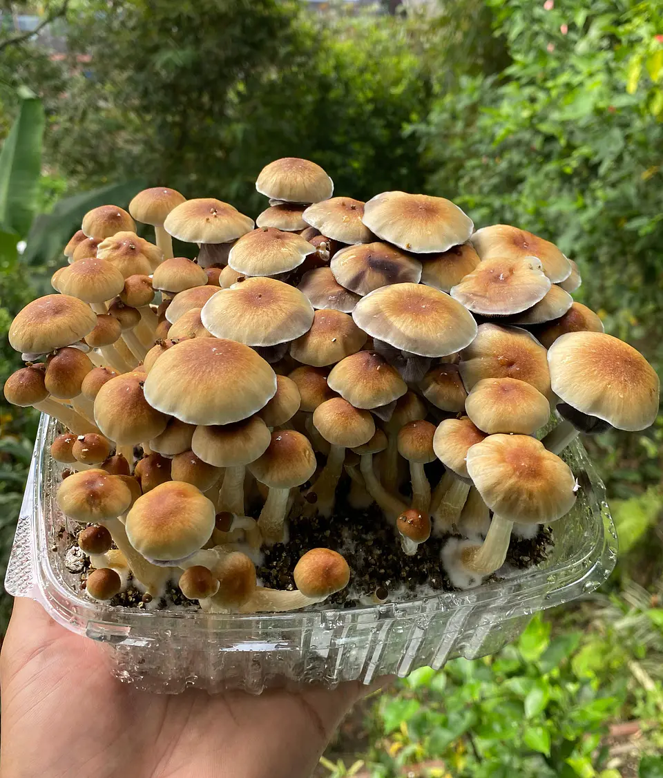 fungimente kit de cultivo 1