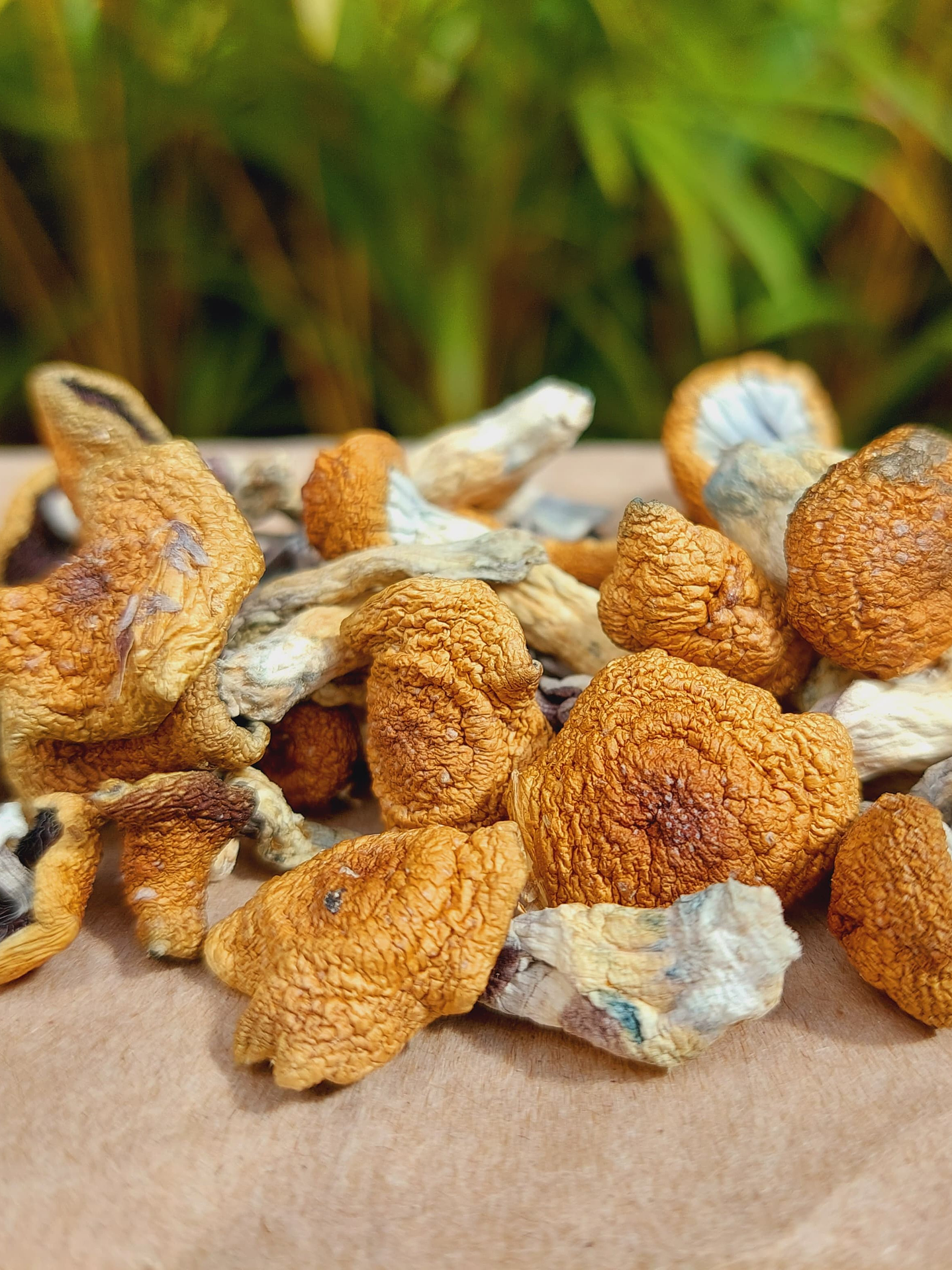 fungi mente deshidratado 2