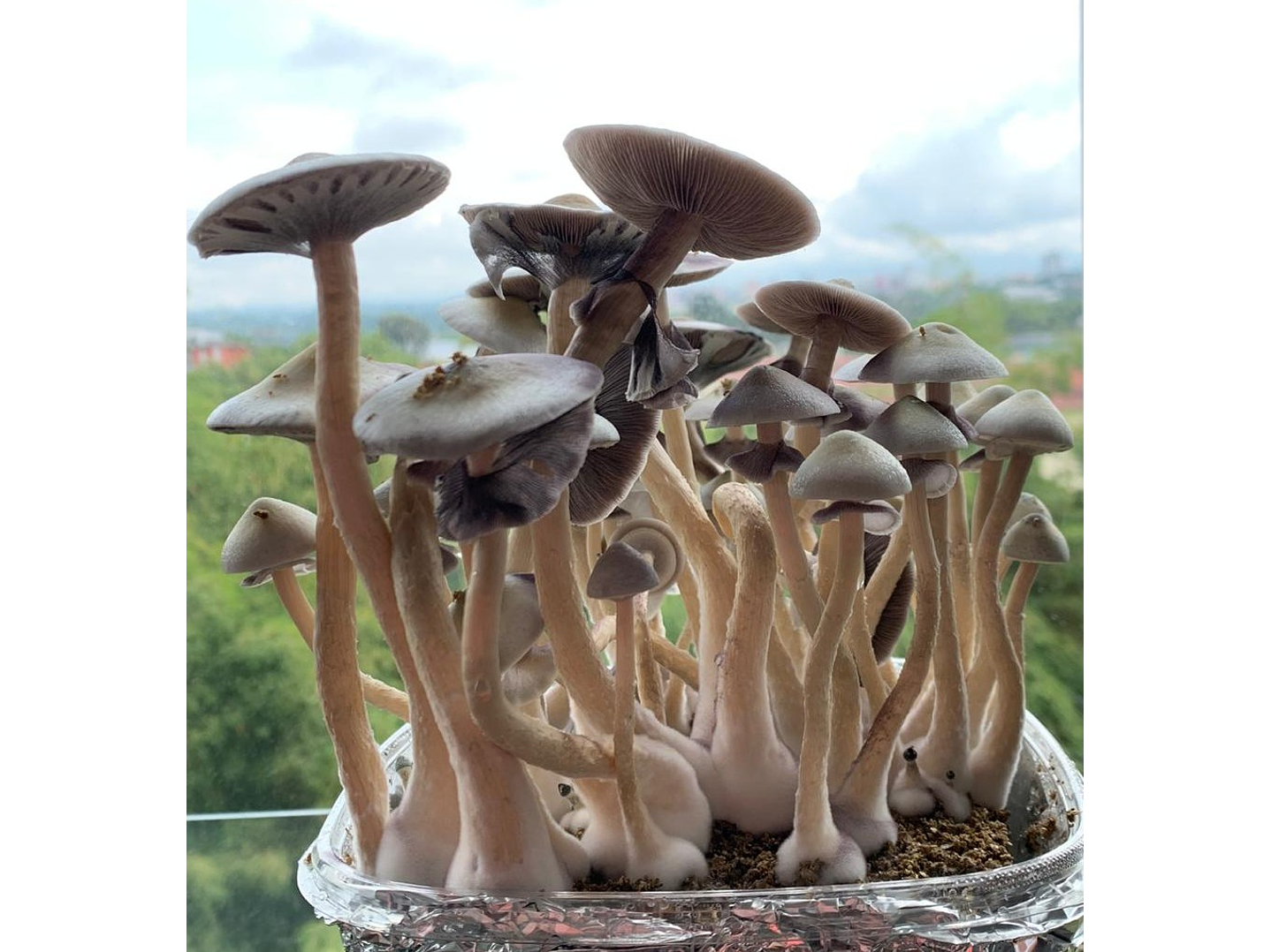 fungimente kit de cultivo 2