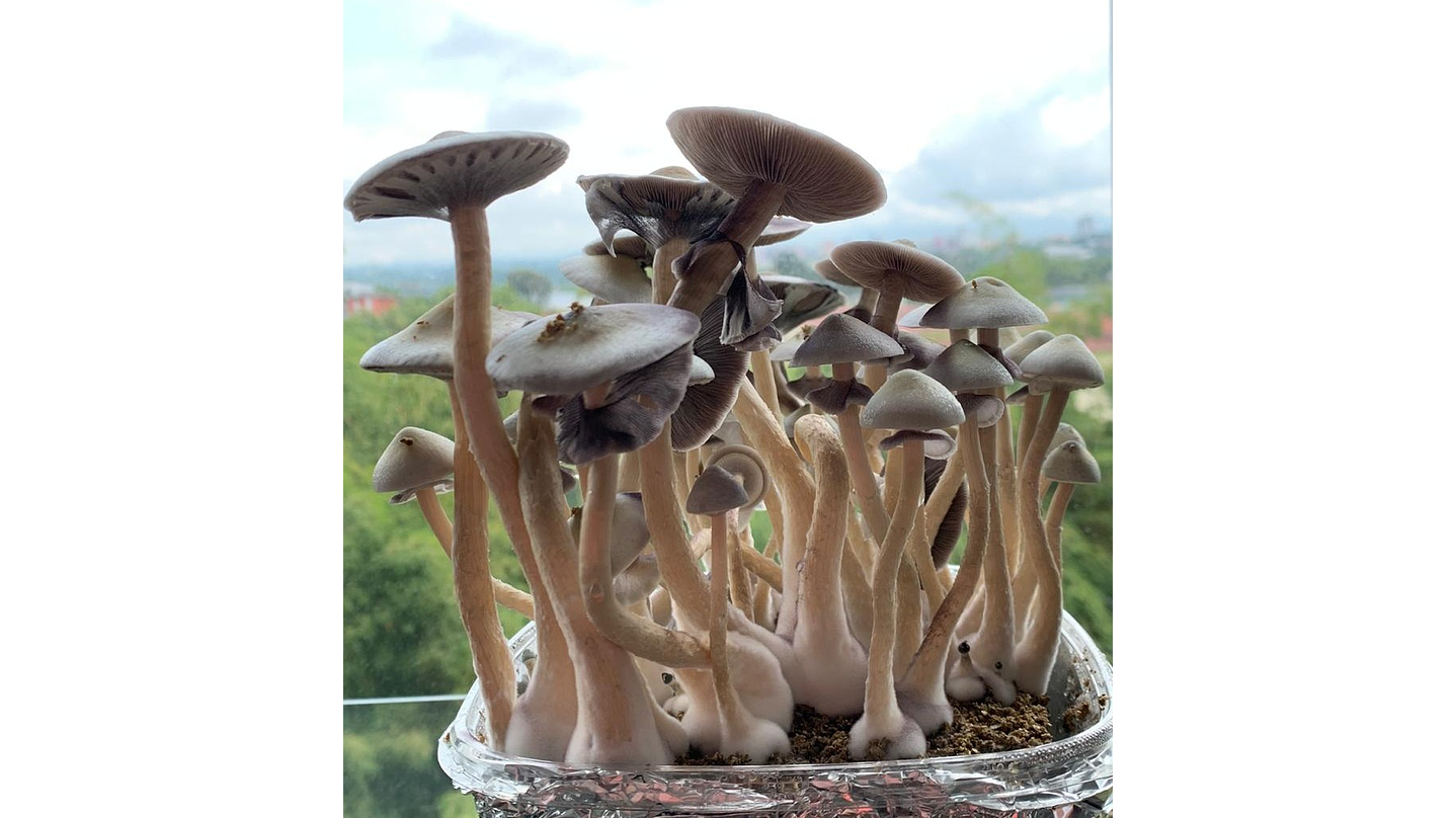 fungimente kit de cultivo 2