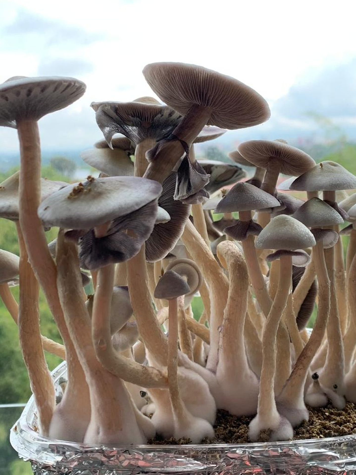 fungi mente kit de cultivo 2