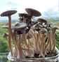 fungimente kit de cultivo - Miniatura 2