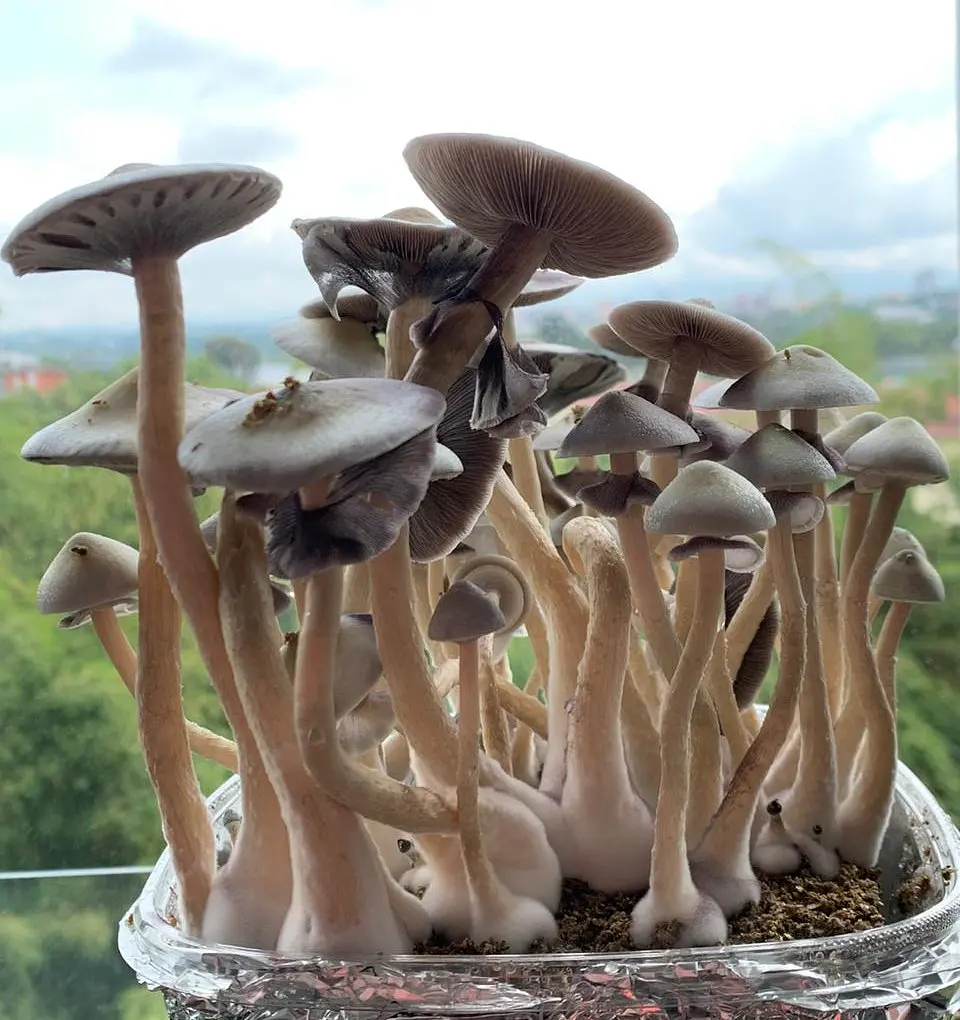 fungimente kit de cultivo 2