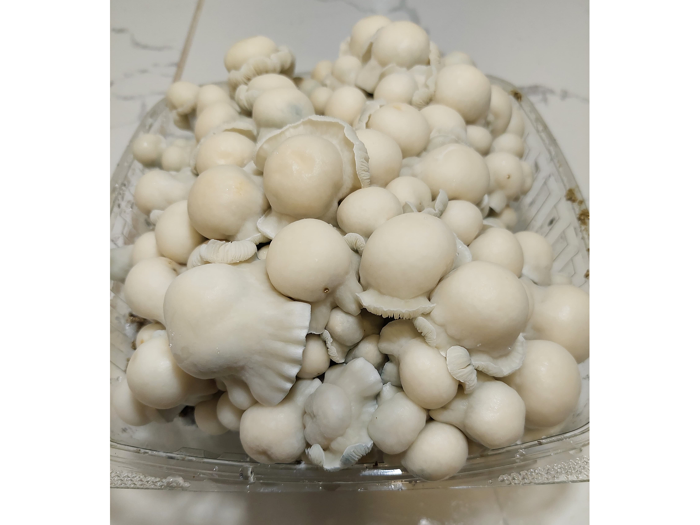 fungimente kit de cultivo 3