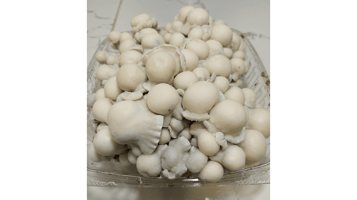 fungimente kit de cultivo 3