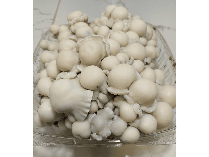 fungimente kit de cultivo 3