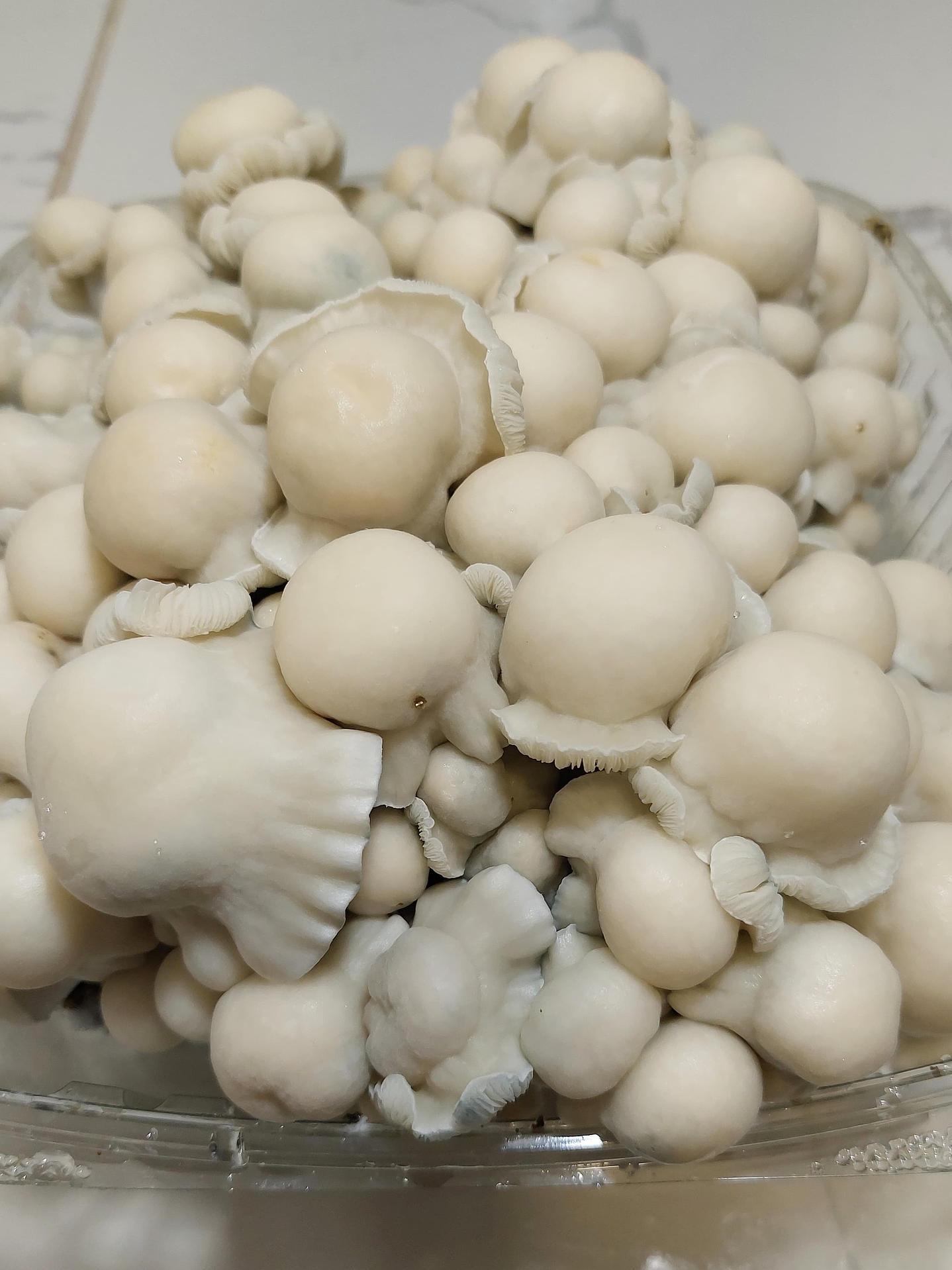 fungi mente kit de cultivo 3